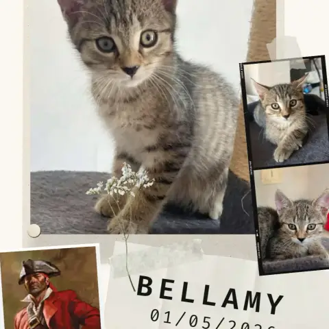 Bellamy photo 3
