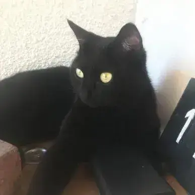 Panas