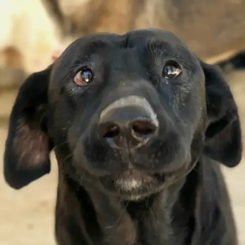 Nala photo 2