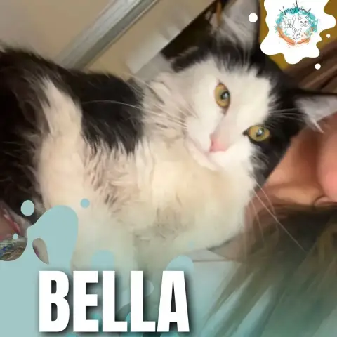 Bella