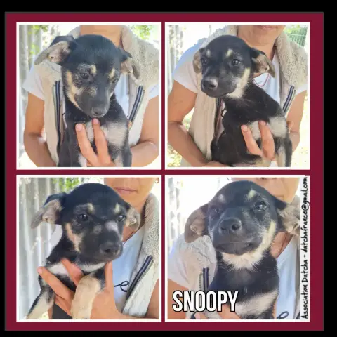 Snoopy