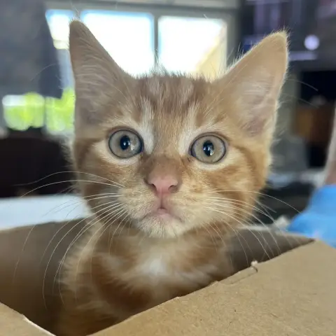 Biscuit