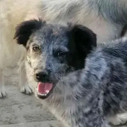 Mandinga