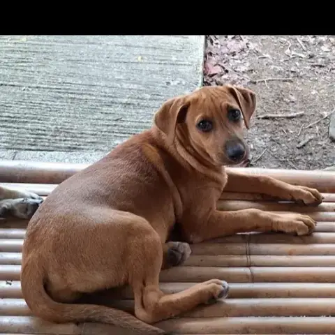 Nucciola