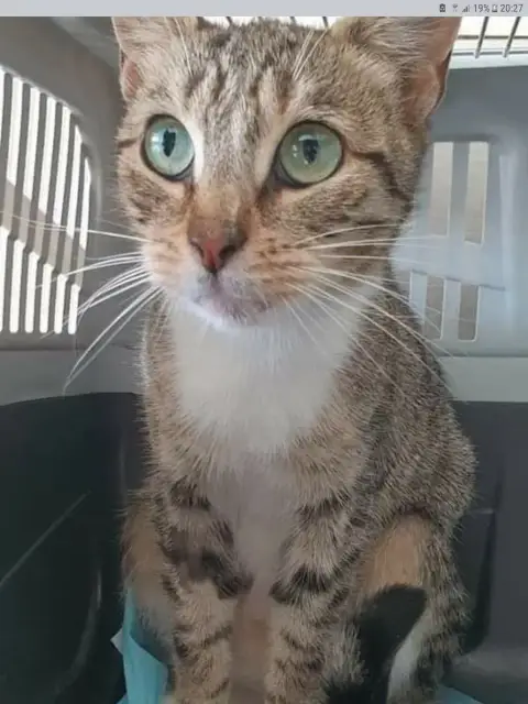 Calypso