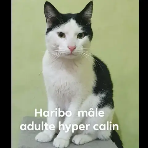 Haribo