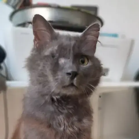 Alastor