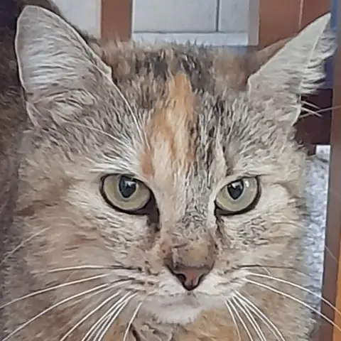 Chipie