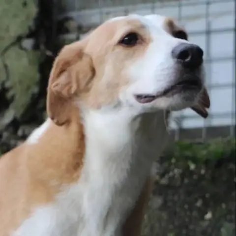 Dion photo 2