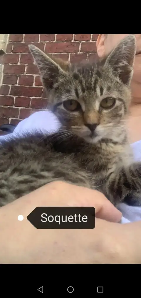Soquette