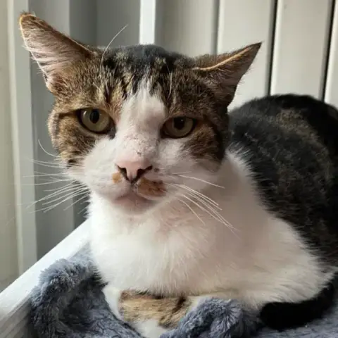 Rocky