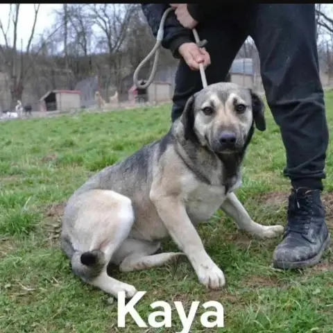 Kaya