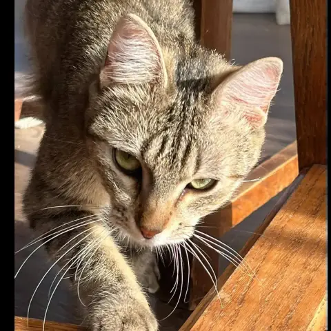 Apérol