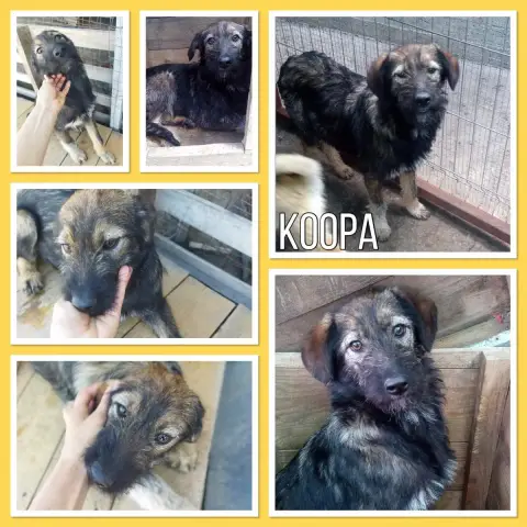 Koopa