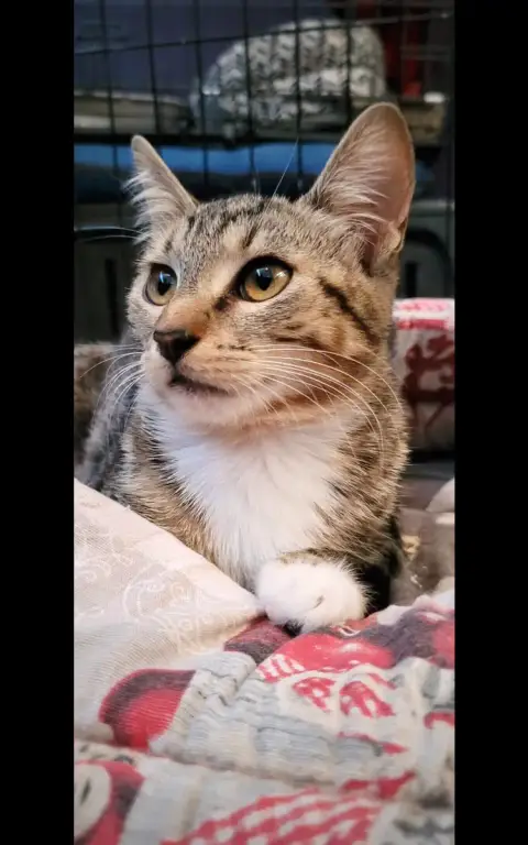 Tora