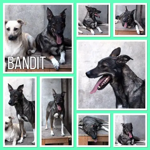 Bandit