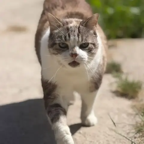 Mimi