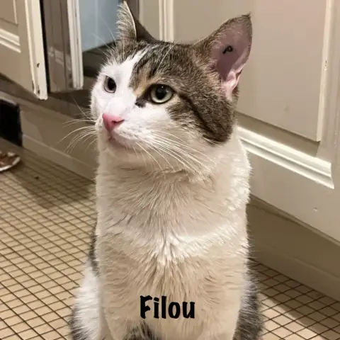 Filou photo 3