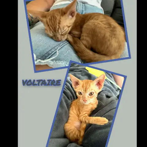 Voltaire