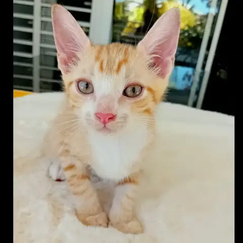 Moshi photo 2