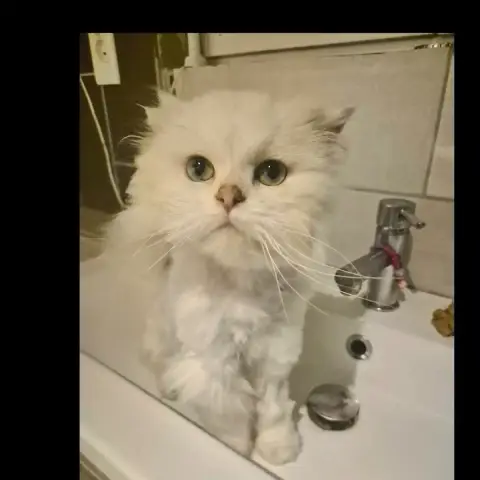 Olaf