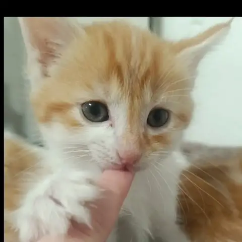 Bou