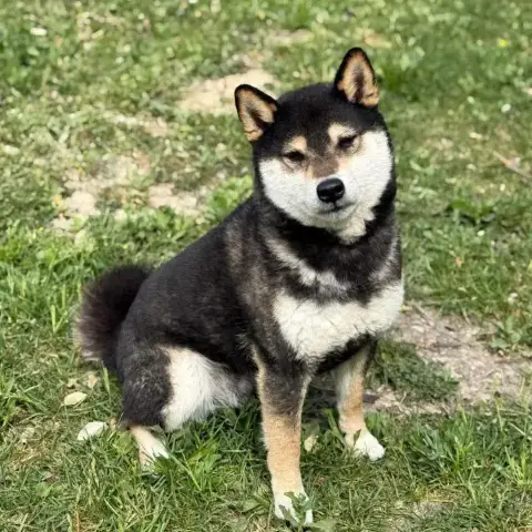 Genki