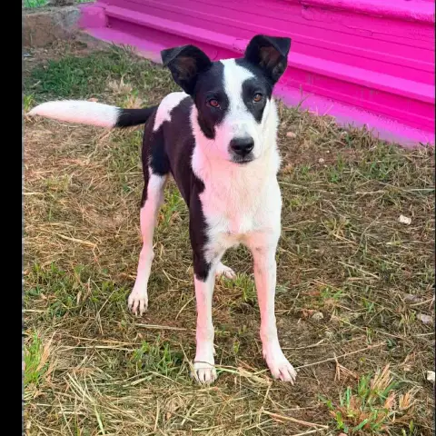 🐾 Panda