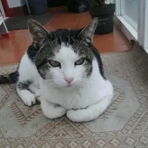 Coco