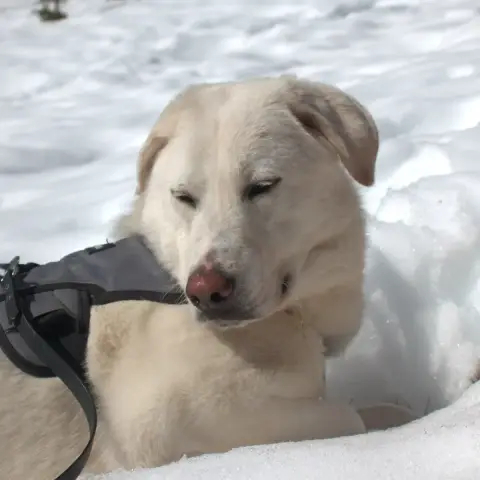 Merlin