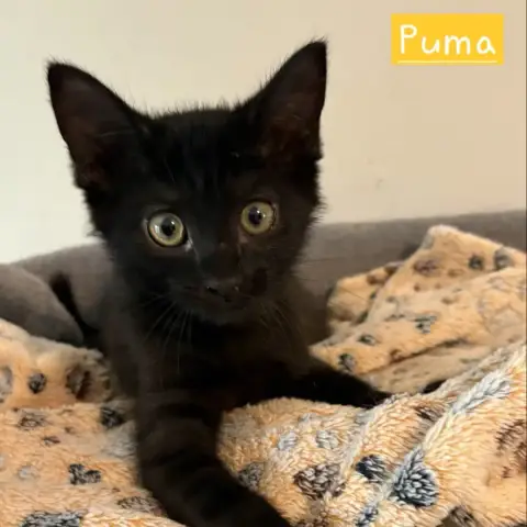 Puma