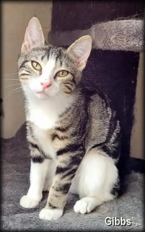 Gibbs