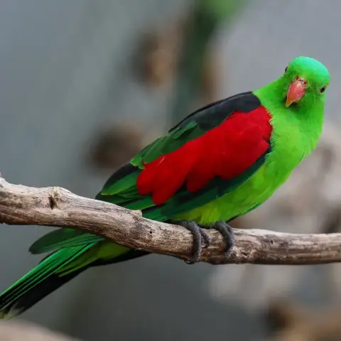 Victor