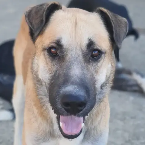 Darko