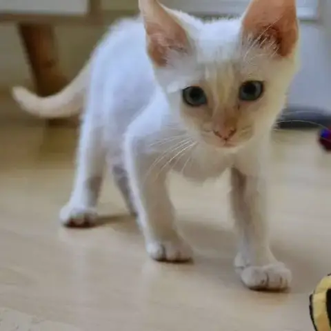 Bao