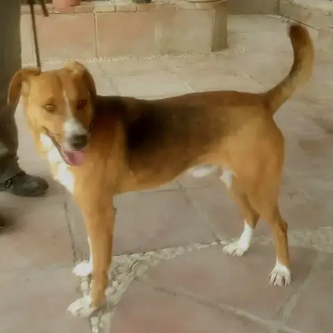 Milo photo 2