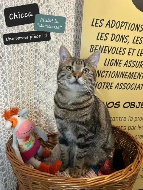 Chicca photo 2