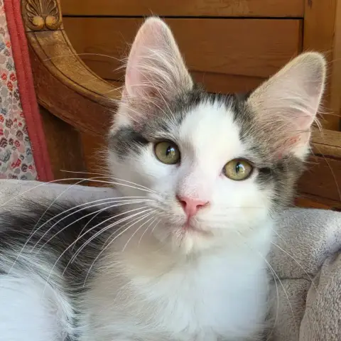 Babouche