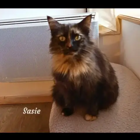 Sasie photo 2