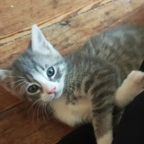 Baya