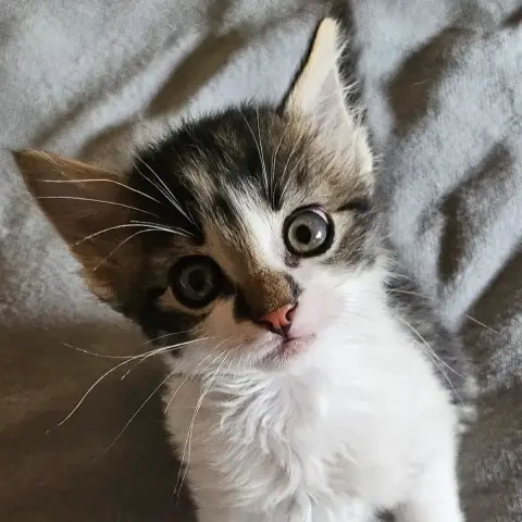 Peeta