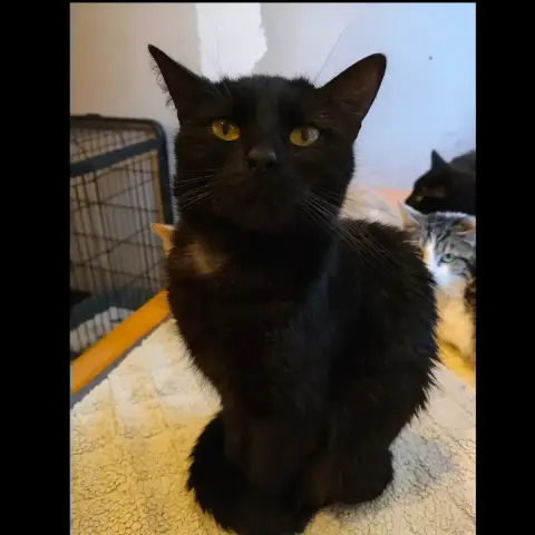 Stella