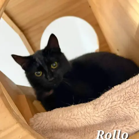 Rollo