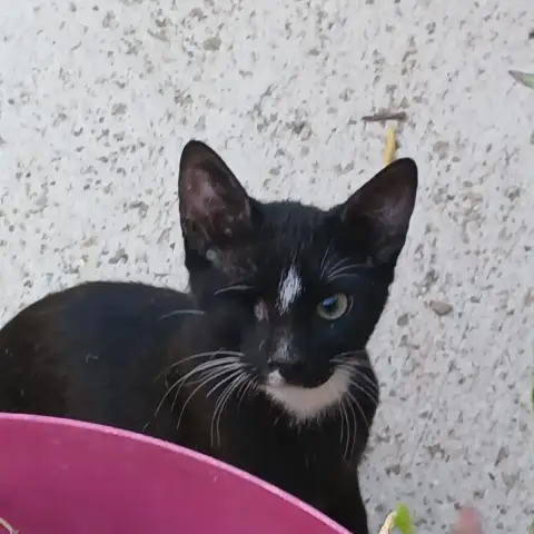 Pirate