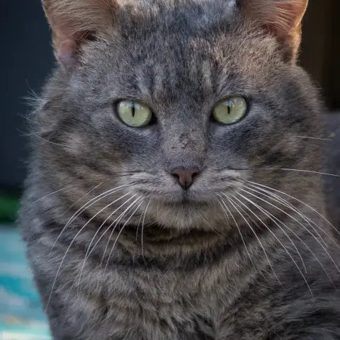 Bobby