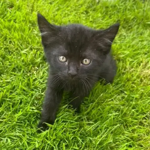 Kirikou photo 2