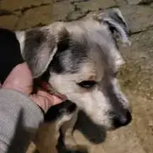 Tobby