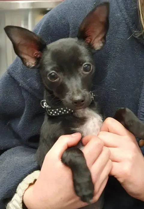 Trevor