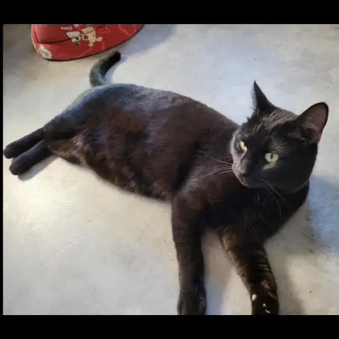 Simba photo 2