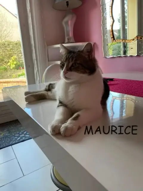 Maurice photo 3